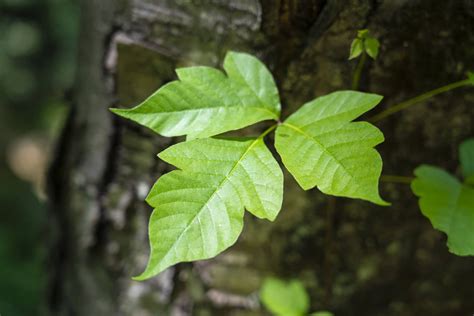 poison ivy Search